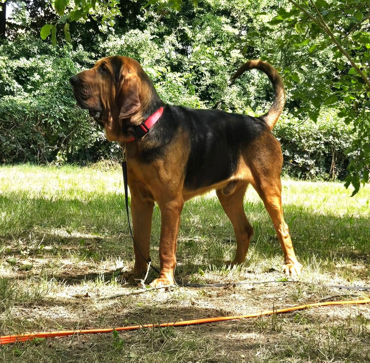 Vaqueras, fils d'Olive et notre Unik, CACS et RCACIB du world dog show 2026 à Bologne (Italie)